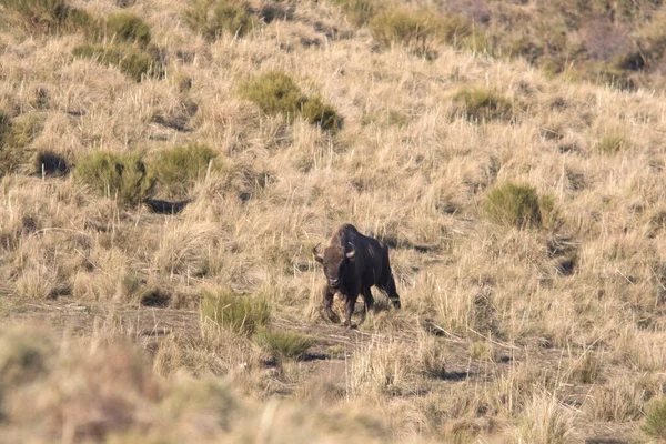 Portret Wolno Rosnącego Żubra Europejskiego Bison Bonasus Zdjęcia Stockowe bez tantiem