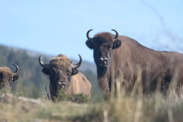 Portret Wolno Rosnącego Żubra Europejskiego Bison Bonasus Obrazek Stockowy