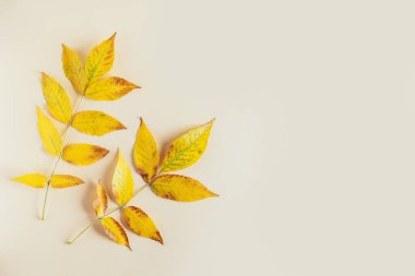 Sarı pastel arka planda güzel sarı yapraklar. Sonbahar arkaplanı. Düz yatıyordu. Metin için yer.