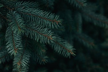 Köknar ağacının kabarık dalları. Noel duvar kağıdı ya da kartpostal konsepti. Seçici odak.