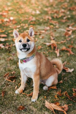 Mutlu köpek Shiba Inu sonbahar parkında yürüyor. Kuru yapraklar arka plan.
