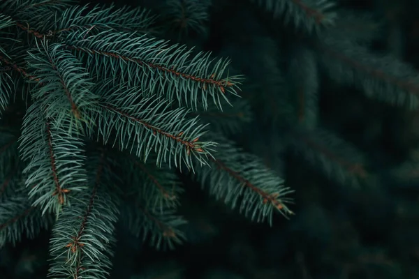 Luchtige Takken Van Een Dennenboom Kerst Behang Ansichtkaart Concept Selectieve — Stockfoto