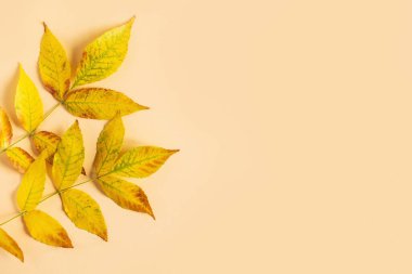 Sarı pastel arka planda güzel sarı yapraklar. Sonbahar arkaplanı. Düz yatıyordu. Metin için yer.