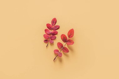 Sarı pastel arka planda güzel kırmızı yapraklar. Sonbahar arkaplanı. Düz yatıyordu. Metin için yer.