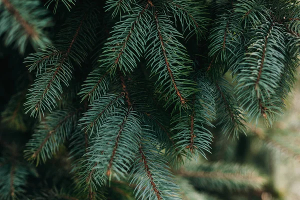 Egy Fenyőfa Bolyhos Ágai Karácsonyi Tapéta Vagy Képeslap Koncepció Szelektív — Stock Fotó