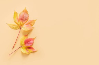 Sarı arka planda güzel sarı ve kırmızı yapraklar. Sonbahar arkaplanı. Düz yatıyordu. Metin için yer.