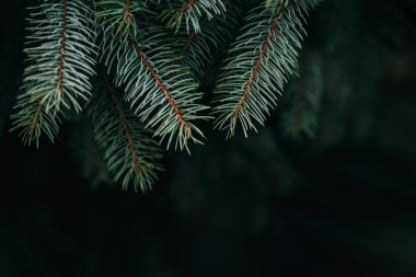 Köknar ağacının kabarık dalları. Noel duvar kağıdı ya da kartpostal konsepti. Seçici odak.