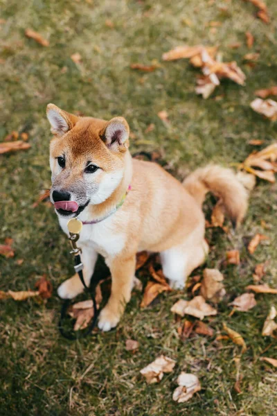 秋の公園を歩く幸せな子犬芝犬 乾燥葉の背景 — ストック写真