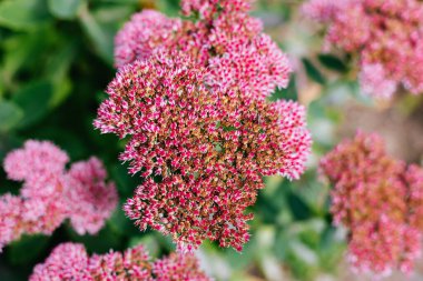 Koyu yeşil arka plan üzerinde süs dekoratif bahçe bitkileri. Fathen (Sedum). Duvar Kağıdı veya Arka Plan. Close. Üstte görüntü.