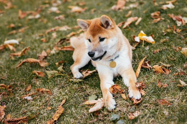 Mutlu köpek Shiba Inu sonbahar parkında yürüyor. Kuru yapraklar arka plan.