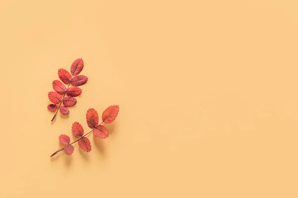 Beautiful yellow and red leaves on a yellow background. Autumn background. Flat lay. Place for text.