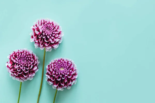 ターコイズのパステルカラーの背景に素晴らしいダリアの花 平置きだ テキストの場所 — ストック写真