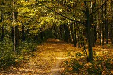 Güneşli bir günde güzel bir sonbahar parkı. Sonbahar manzarası.