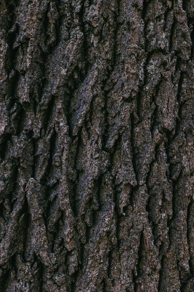 Tmavá Dřevěná Textura Nebo Pozadí Detailní Záběr Místo Pro Text — Stock fotografie