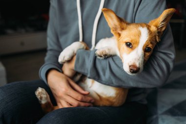 Sahibinin ellerinde sevimli bir köpek yavrusu. Küçük bir köpeğin portresi.. 