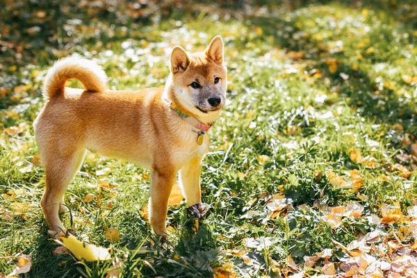 秋の公園を歩く幸せな子犬芝犬 犬の肖像画 — ストック写真