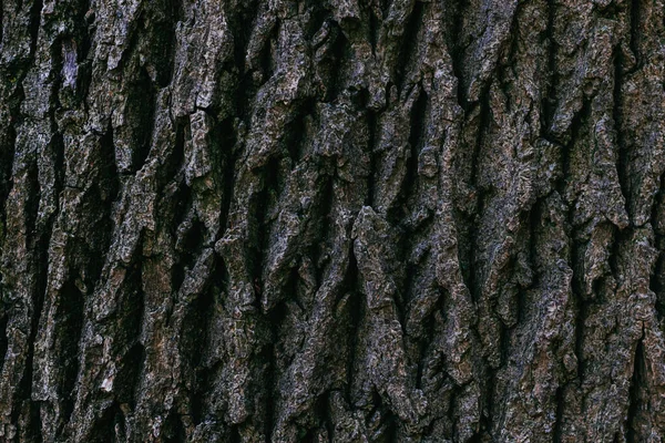 Mörk Trästruktur Eller Bakgrund Närbild Ort För Text — Stockfoto