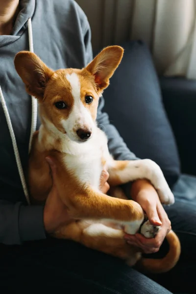 Cachorrinho Adorável Nas Mãos Dono Retrato Cãozinho — Fotografia de Stock