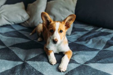 Mavi battaniyenin üzerinde yatan sevimli köpek yavrusu. Küçük bir köpeğin portresi..