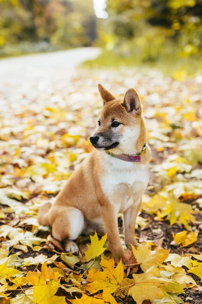 秋の公園を歩く幸せな子犬芝犬 乾燥した黄色の葉の背景 — ストック写真