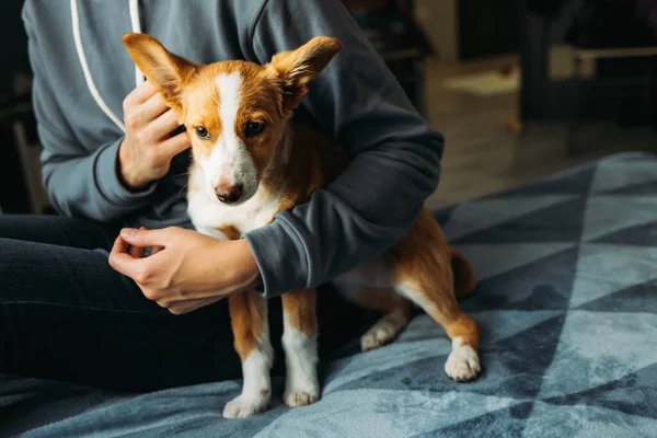 Cachorrinho Adorável Nas Mãos Dono Retrato Cãozinho — Fotografia de Stock