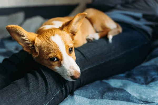 Adorable Chiot Couché Avec Propriétaire Sur Couverture Bleue Portrait Petit — Photo