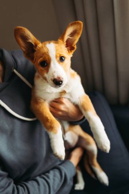 Sahibinin ellerinde sevimli bir köpek yavrusu. Küçük bir köpeğin portresi.. 