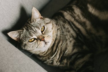 Masada bir sandalyede oturan komik bir kedinin (İskoç Heteroseksüel) portresi. Tekir gri kedi.