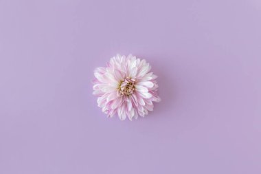 Menekşe renkli arka planda güzel kasımpatı çiçekleri. Düz yatıyordu. Metin için yer.