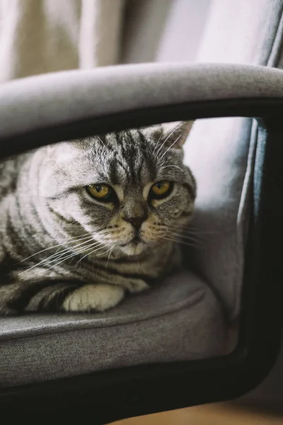 Retrato Gato Gracioso Raza Straight Escocesa Sentado Una Silla Escritorio — Foto de Stock