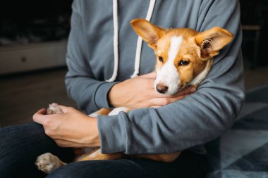 Sahibinin ellerinde sevimli bir köpek yavrusu. Küçük bir köpeğin portresi.. 