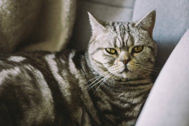 Masada bir sandalyede oturan komik bir kedinin (İskoç Heteroseksüel) portresi. Tekir gri kedi.