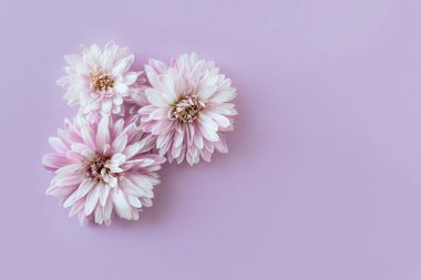 Mor renkli arka planda güzel kasımpatı çiçekleri. Düz yatıyordu. Metin için yer.