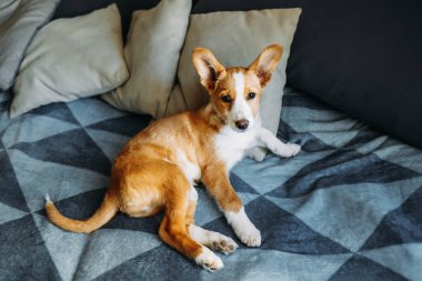 Mavi battaniyenin üzerinde yatan sevimli köpek yavrusu. Küçük bir köpeğin portresi..