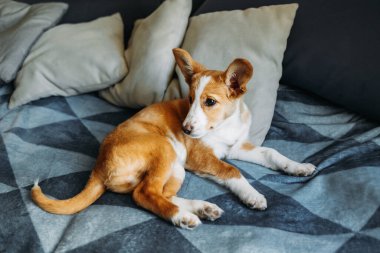Mavi battaniyenin üzerinde yatan sevimli köpek yavrusu. Küçük bir köpeğin portresi..