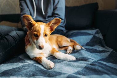 Mavi battaniyenin üzerinde yatan sevimli köpek yavrusu. Küçük bir köpeğin portresi..