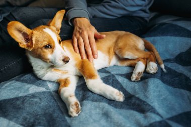Sahibi ile mavi battaniyenin üzerinde yatan sevimli köpek yavrusu. Küçük bir köpeğin portresi..