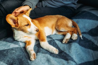 Sahibi ile mavi battaniyenin üzerinde yatan sevimli köpek yavrusu. Küçük bir köpeğin portresi..
