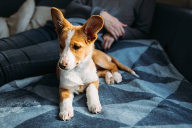 Mavi battaniyenin üzerinde yatan sevimli köpek yavrusu. Küçük bir köpeğin portresi..