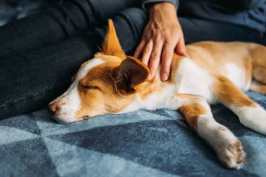 Sahibi ile mavi battaniyenin üzerinde yatan sevimli köpek yavrusu. Küçük bir köpeğin portresi..