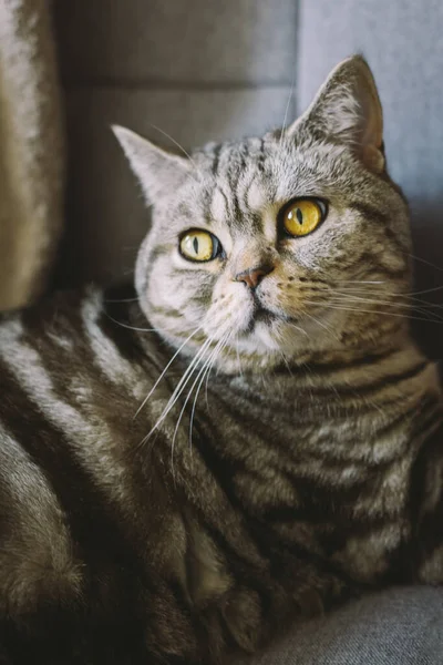 Retrato Gato Gracioso Raza Straight Escocesa Sentado Una Silla Gato — Foto de Stock