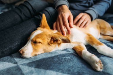 Sahibi ile mavi battaniyenin üzerinde yatan sevimli köpek yavrusu. Küçük bir köpeğin portresi..