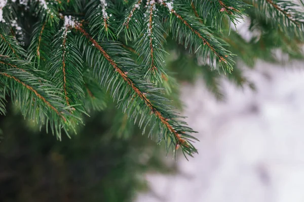 Köknar Ağacının Kabarık Dalları Noel Duvar Kağıdı Kartpostal Konsepti Seçici — Stok fotoğraf