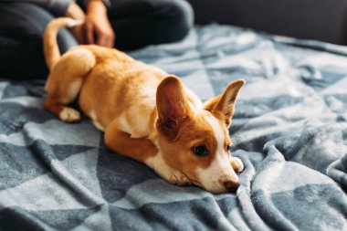 Sahibi ile mavi battaniyenin üzerinde yatan sevimli köpek yavrusu. Küçük bir köpeğin portresi..
