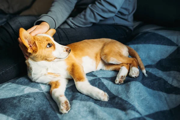 Cãozinho Adorável Deitado Cobertor Azul Com Proprietário Retrato Cãozinho — Fotografia de Stock