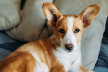 Mavi battaniyenin üzerinde yatan sevimli köpek yavrusu. Küçük bir köpeğin portresi..