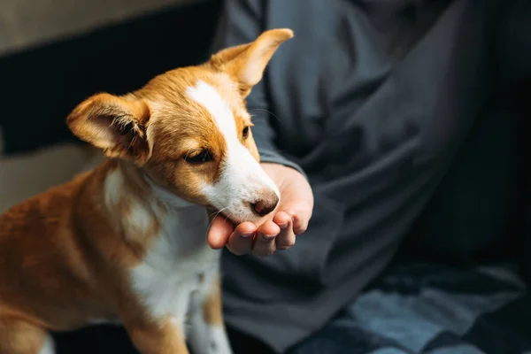 Adorable Puppy Eating Owner Hand Portrait Little Dog — Zdjęcie stockowe