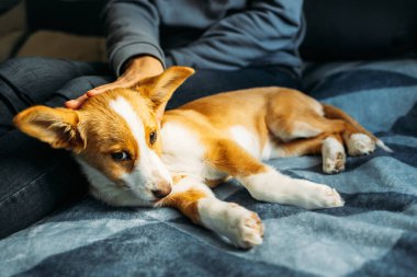 Sahibi ile mavi battaniyenin üzerinde yatan sevimli köpek yavrusu. Küçük bir köpeğin portresi..