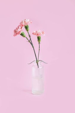 Tender carnation flowers  in a glass vase on pastel pink background.  Place for text. 
