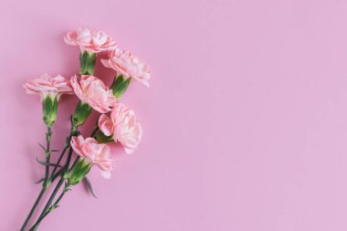 Pastel pembe arka planda yumuşak karanfil çiçekleri. Metin için yer. 